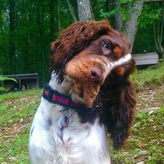 a brown and white dog standing on top of a grass covered field next to a forest