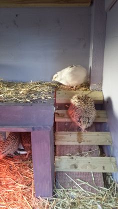 two birds are sitting on top of the stairs in their nest box, which is made out of wood and straw