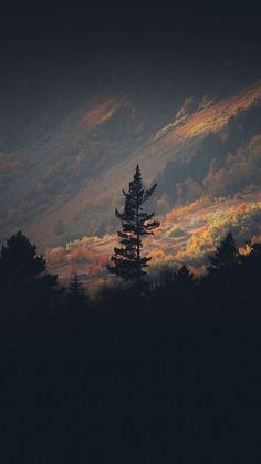 a lone pine tree stands in the foreground as an orange and yellow sky looms above