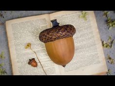 an acorn is sitting on top of an open book