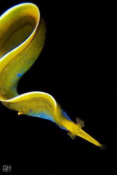 a yellow and blue flower with long stems on it's end, against a black background