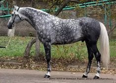 a black and white horse standing on top of a sidewalk