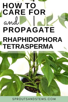 a potted plant with the words how to care for and propagate rhaphophora tetrasperma