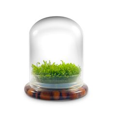 a glass dome with grass in it on a wooden base and wood beads around the base