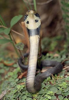 a black and white snake with its mouth open on the ground next to green plants