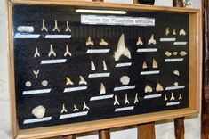 a display case with many different types of toothpicks and other items on it