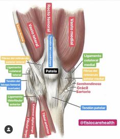 the muscles are labeled in this diagram