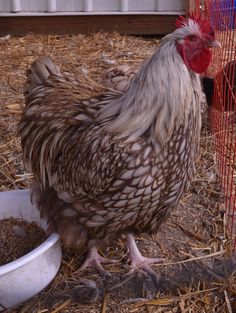 a brown and white chicken standing next to a bowl on top of dry grass in front of a cage