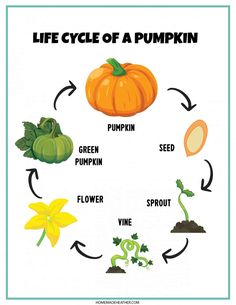 the life cycle of a pumpkin for kids to learn how to grow and use it