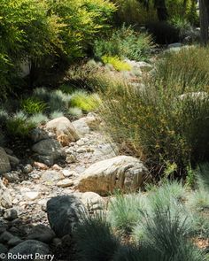 rocks and plants are growing on the side of a hill