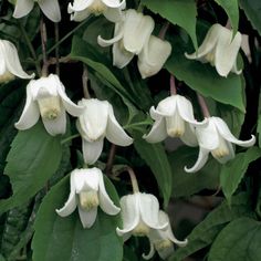 white flowers are blooming on green leaves