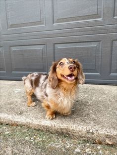 a brown and white dog standing in front of a garage door