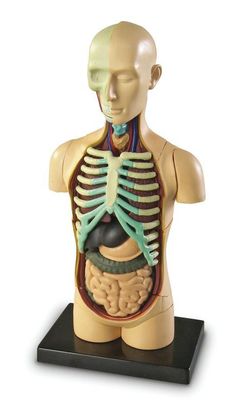 an image of a human body model with the torso and circulators visible