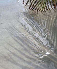 a bird is standing in shallow water on the beach next to palm trees and grass