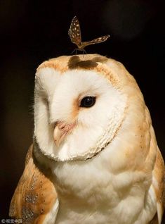 an owl with a butterfly on its head