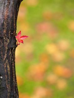 a red leaf is growing on the bark of a tree