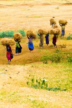 a group of people walking across a field carrying bundles of hay on their heads,