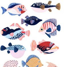 a group of different colored fish on a white background