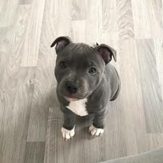 a gray and white pitbull puppy sitting on the floor looking at the camera