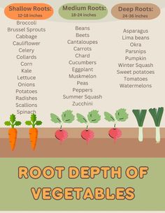 the root depth of vegetables and how to use them in your garden infographical