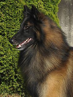 a brown and black dog standing next to a bush