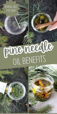 Learn pine needle oil benefits and how to Make Pine Needle Oil at home with our DIY Beauty & Homemade Beauty Products tutorial. This pine-infused oil is not only great for skin and hair but also brings a comforting warmth in winter. Perfect for enthusiasts of homemade skin care and natural herbs. Find more herbs for health, natural remedies, and natural health tips at simplybeyondherbs.com. Things To Do With Pine Needles, Pine Salve, Wild Crafting, Herbal Tinctures, Natural Healing Remedies