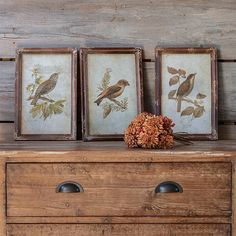 three framed birds are sitting on top of an old dresser with flowers in the foreground