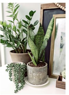 three potted plants sitting on top of a white table next to a framed photo