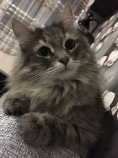 a grey cat sitting on top of a bed