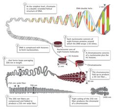 the structure of an animal's nervous system is shown in this diagram, which shows its