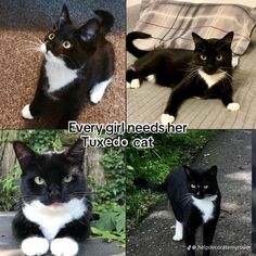 Tuxedo Cat, Every Girl, Quick Saves