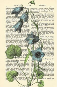 an old book page with blue flowers and green leaves