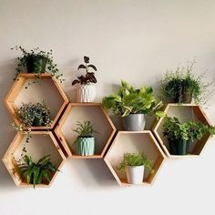 several hexagonal shelves with plants in them on the wall next to each other