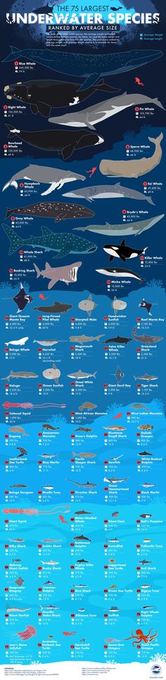 an info sheet showing the different types of boats in the ocean and how they are used to