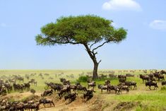 a herd of wild animals walking across a grass covered field next to a tall tree