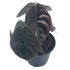 PRICES MAY VARY. [TOP PICKS] - Cherry Picked, Locally Sourced, 1000+ house plants available at BubbleBlooms, featuring uniquely created plants from Harmony Foliage [COLD-SAFE & ECO] - Winter Protection always included. Secure, eco-friendly packaging ensures flawless delivery. [INSTANT GIFTS] - Beautifully packaged, ready-to-impress plant gifts for any occasion. [EASY CARE] - Thrive in indirect light; perfect for indoors or outdoors. Expert plant advice anytime. [WELLNESS BOOST] - Proven to purif Jewel Alocasia, Alocasia Cuprea, Leafy Plants, Crinkle Paper, Variegated Plants, Pot Plant, Free Plants, Sun And Water, House Plants Indoor