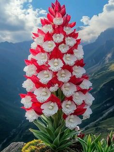 red and white flowers are growing on the side of a mountain