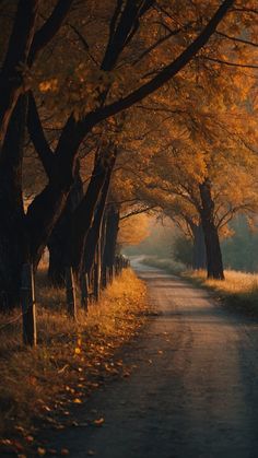 an empty road surrounded by trees in the fall