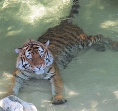 a tiger laying in water next to rocks