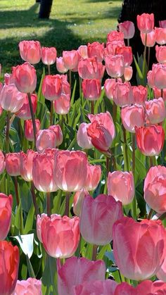 many pink tulips are blooming in the park