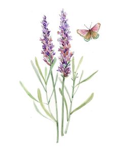 a watercolor painting of purple flowers and a butterfly