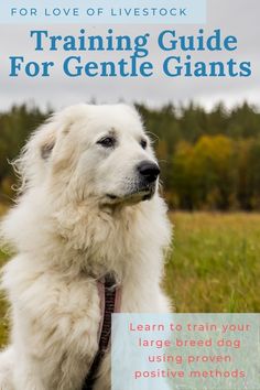 a white dog sitting on top of a grass covered field with the title training guide for gentle giants