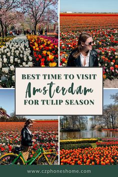 the best time to visit amsterdam for tulip season is now on display in this postcard