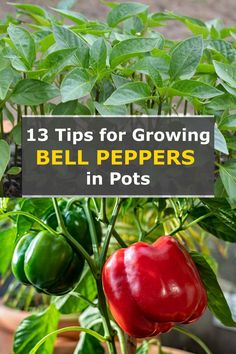 bell peppers growing in pots with the title 13 tips for growing bell peppers in pots