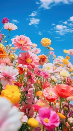 a field full of colorful flowers under a blue sky