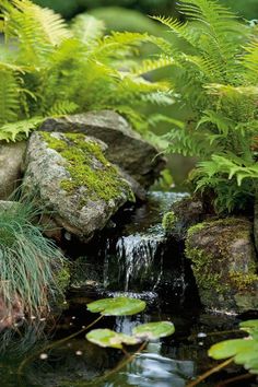 a small stream running through a lush green forest filled with water lilies and ferns