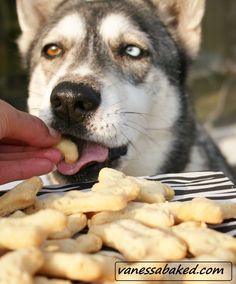 a person feeding food to a dog