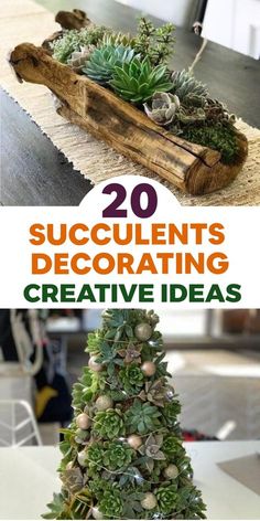 succulents decorate the top of a small christmas tree with text overlay that reads 20 succulent's decorating creative ideas