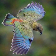 a green and blue bird flying through the air