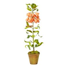 an orange flower in a pot on a white background